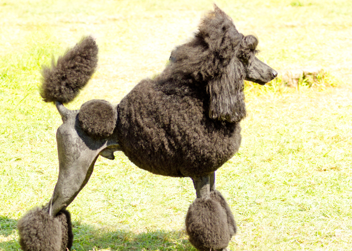 A black standard poodle with a curly coat and a friendly expression.
