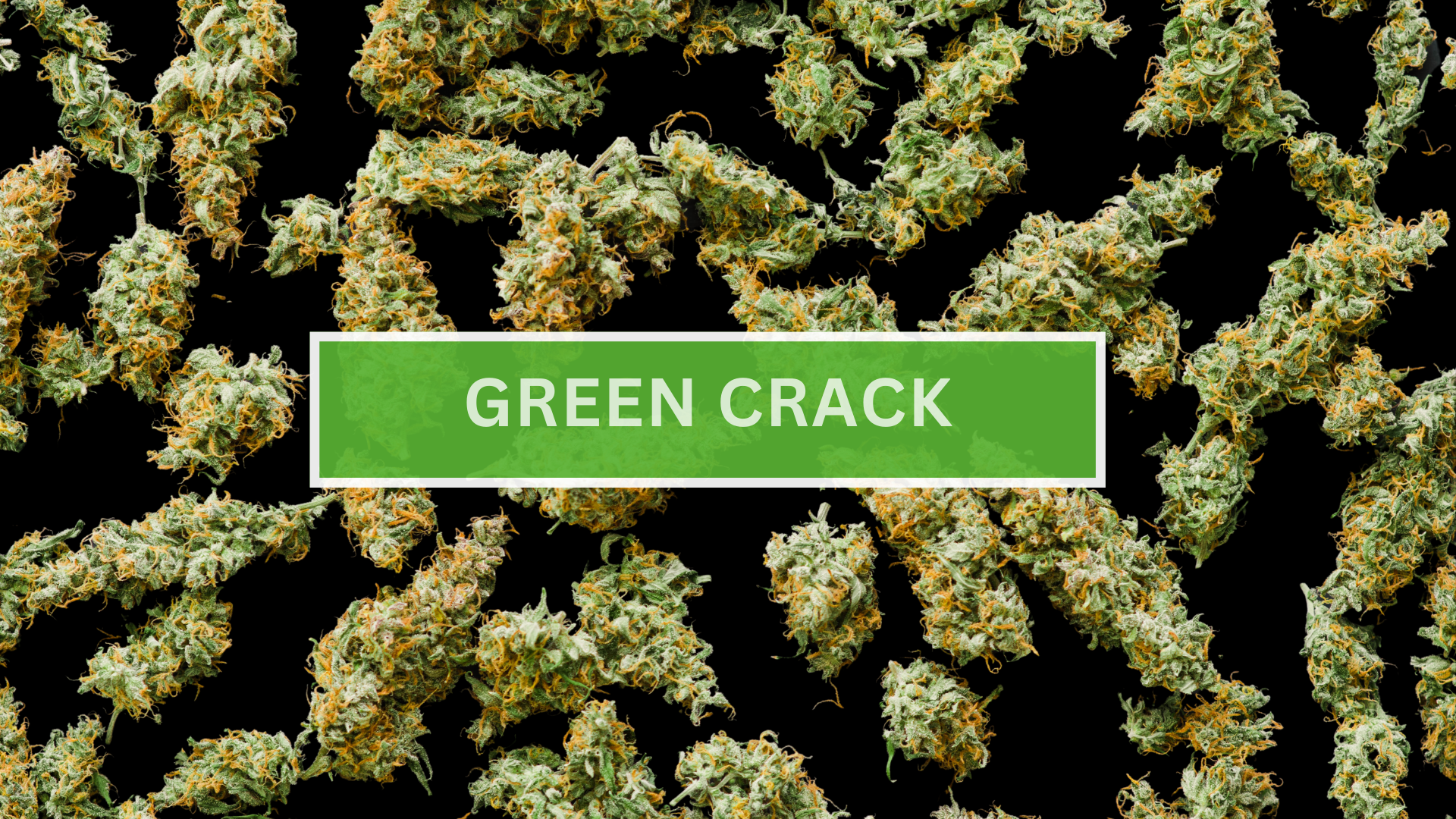 green crack , green cush strain blog feat image