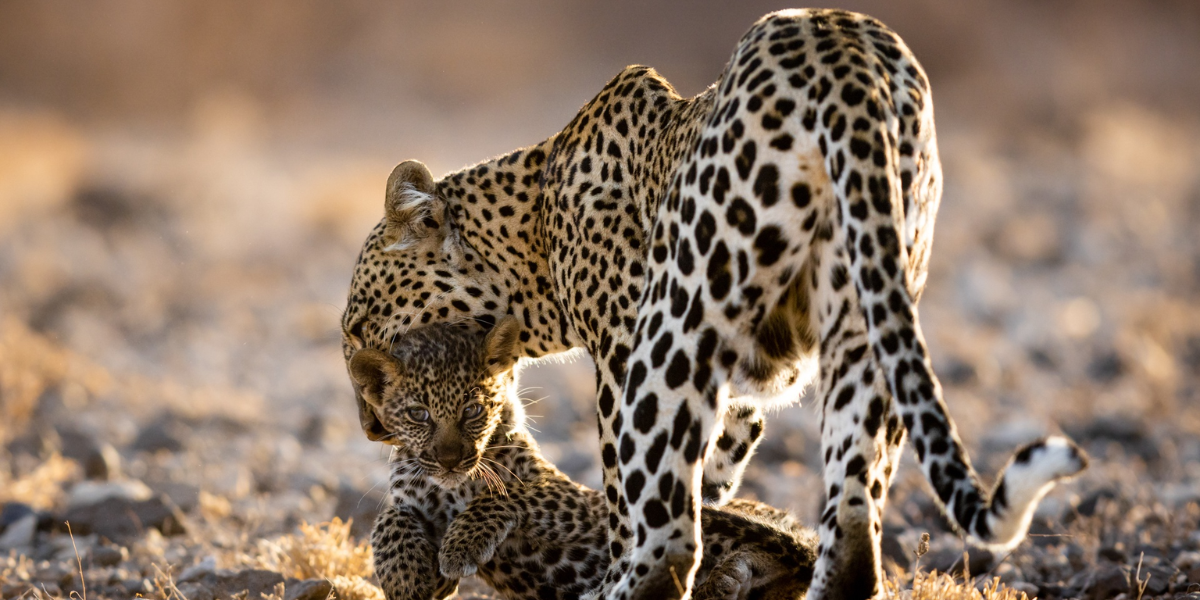 interesting animals in chad