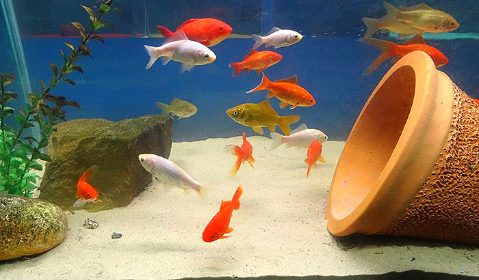 Source Planted substrate sand water grass mud fish tank