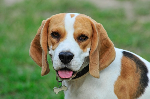 How to calm down an anxious beagle? CBD can help calm dog's nerves in the car or during thunderstorms.
