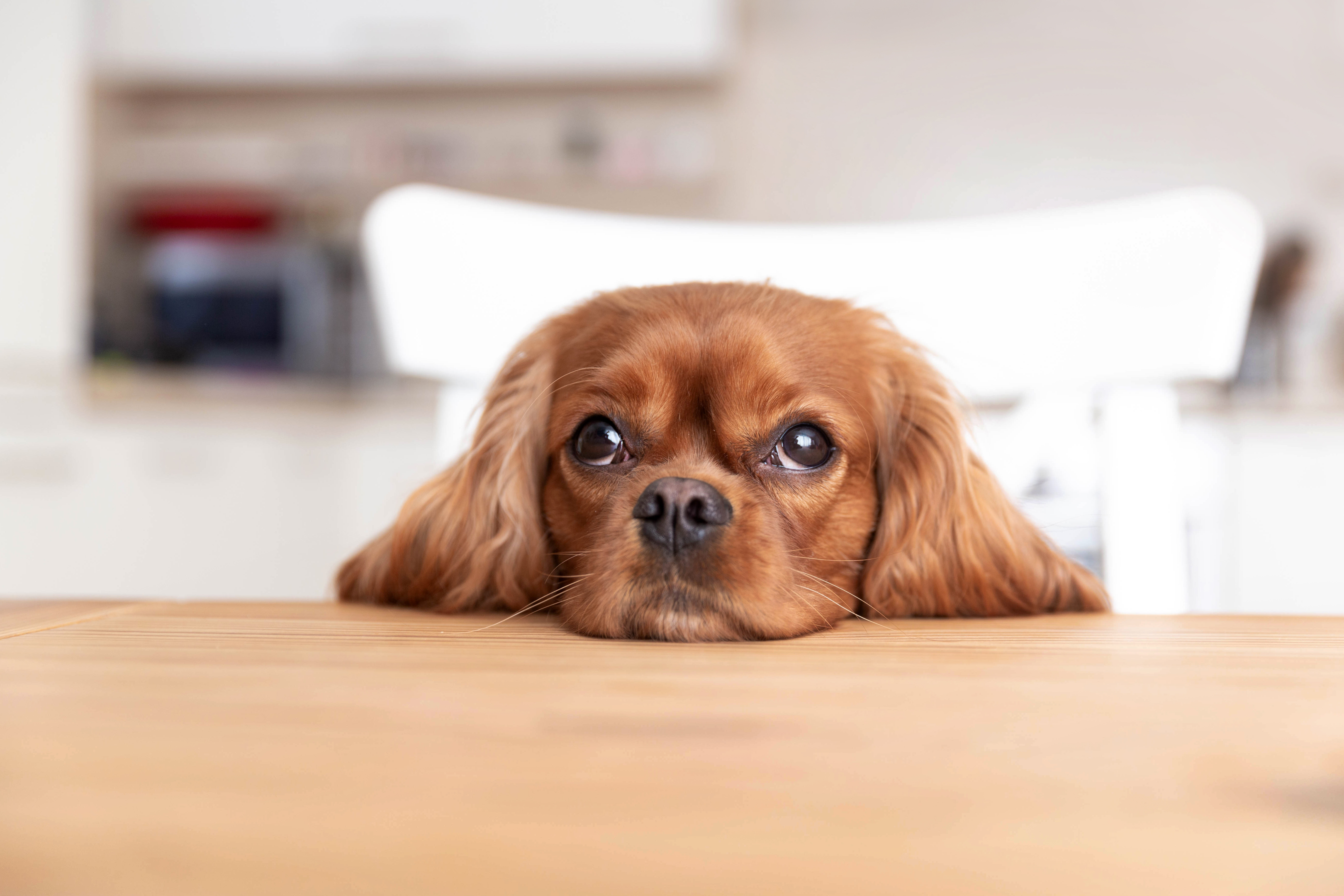 It is perfectly legal for a lease agreement to require a pet deposit. Indeed, oftentimes property owners charge one months rent as part of pet fees. This is typically a separate deposit and designated as a pet fee or pet fees.