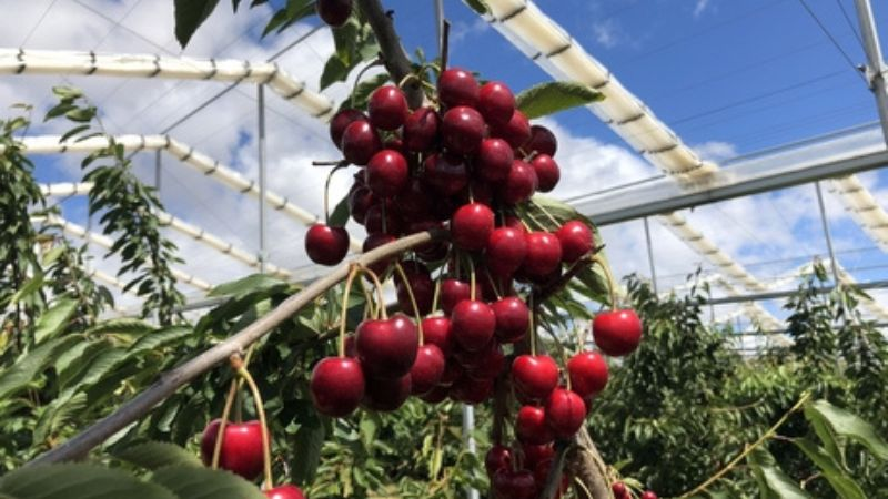 Lonas impermeables de plástico para cereza