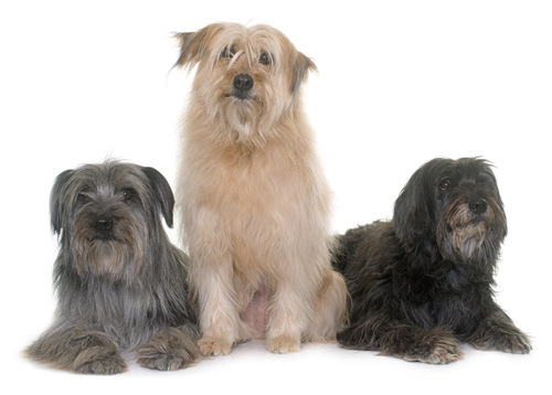 Three Pyrenean Shepherds with three different coat colors