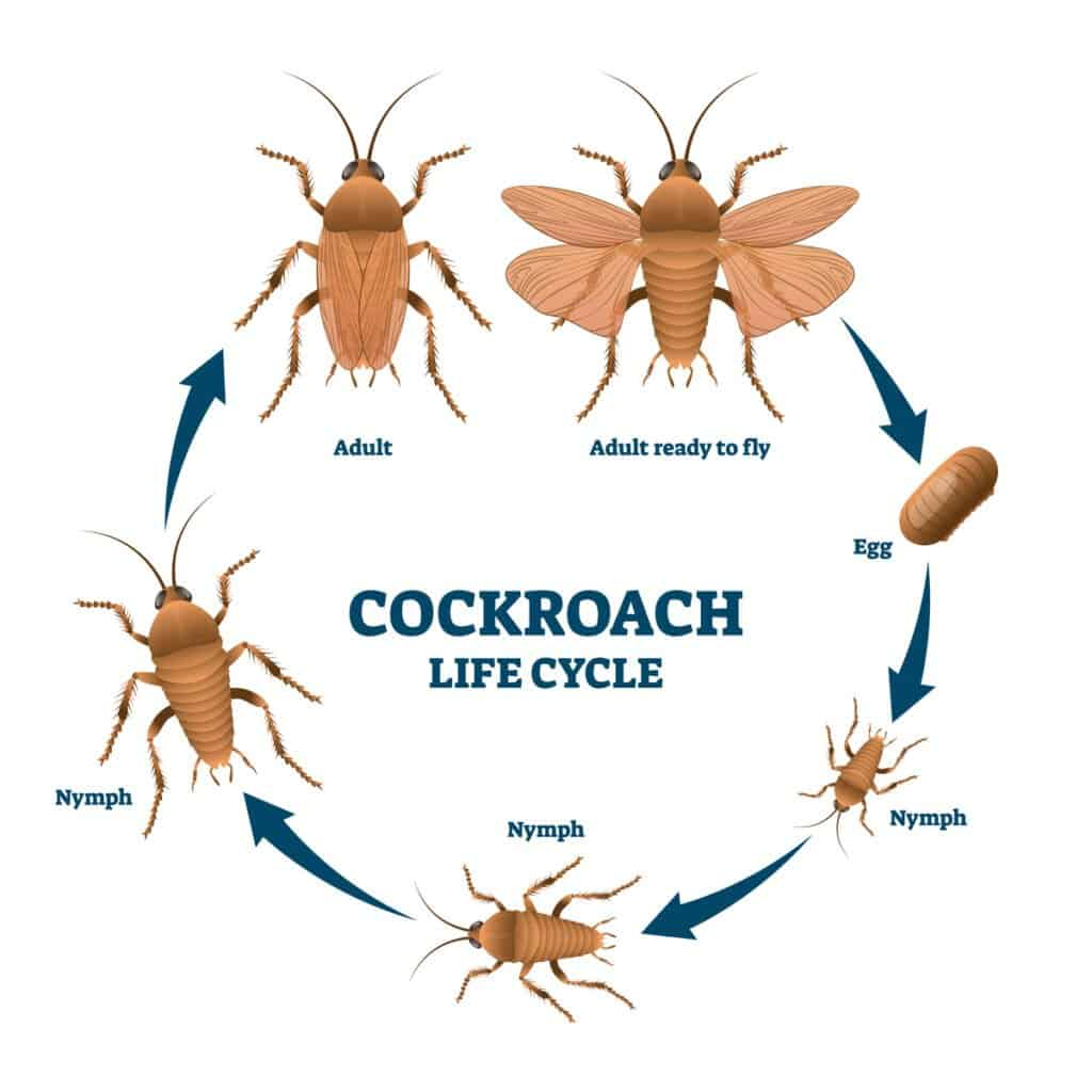 Nevada's Common Cockroaches Unveiling the Pest Predicament