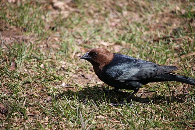 cowbird, bird, perched