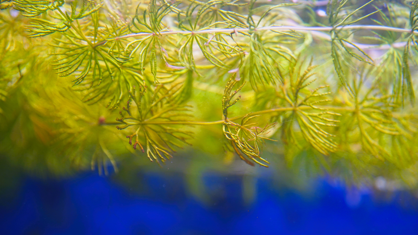 Hornwort is very versatile and even when floating, can create a lovely appearance and refuge for smaller fish. 