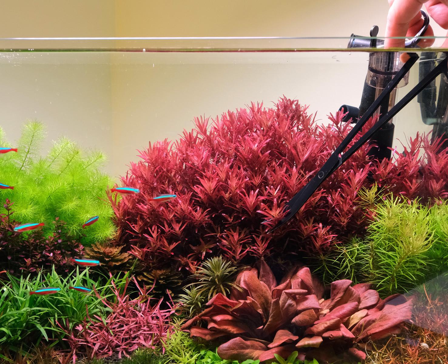 Rotala rotundifolia should be trimmed regularly.