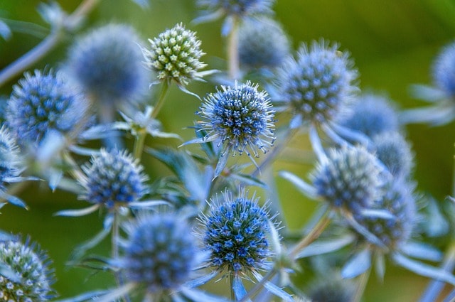 blue eryngo, flower background, flowers, plant, flower wallpaper, blue flowers, petals, bloom, flora, nature, closeup, flowers, blue flowers, beautiful flowers, blue flowers, blue flowers, blue flowers, blue flowers, nature