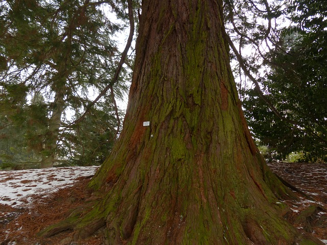 mountain redwood, giant sequoia