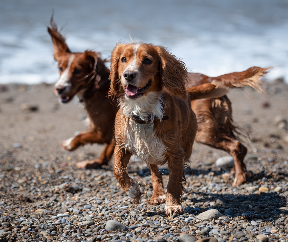 Two Welshies playing on the beach