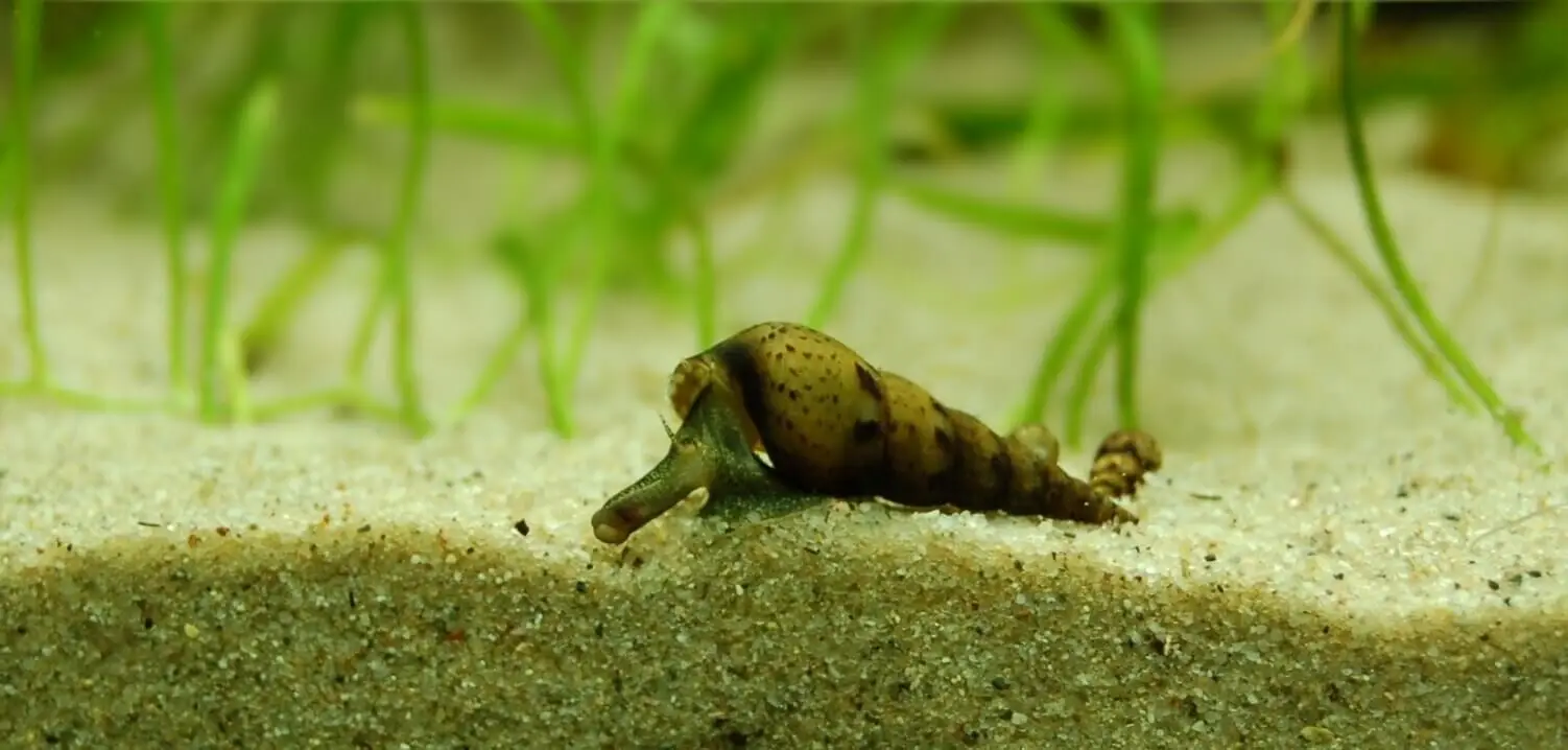 A Malaysian trumpet snail in the substrate.