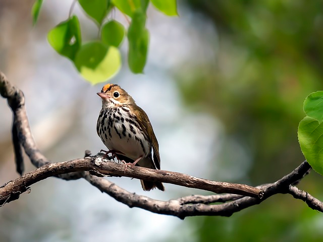 ovenbird, bird, Birds that start with X