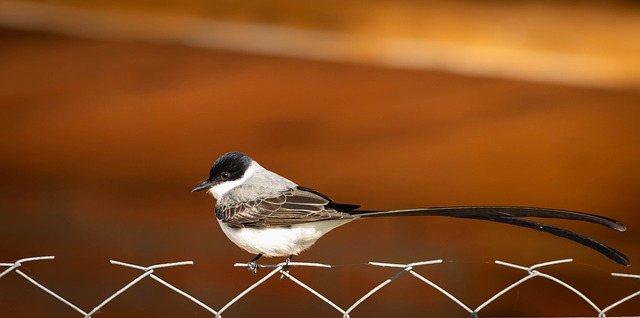 a fork-tailed flycatcher, birds that start with F