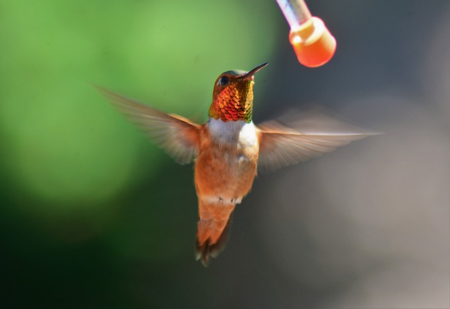 How To Keep Ants Out Of Hummingbird Feeder