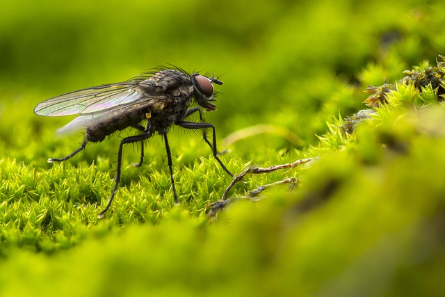 fly, insect, moss