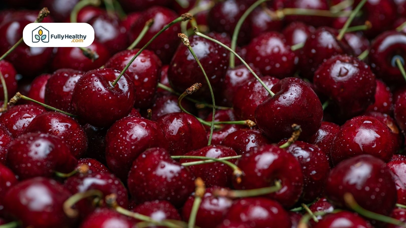 Freshly picked dark sweet cherries with stems and water droplets