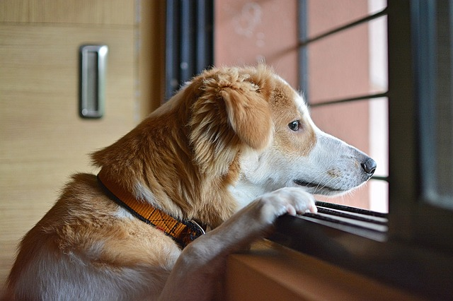 sad, dog, animal, separation anxiety dogs symptoms