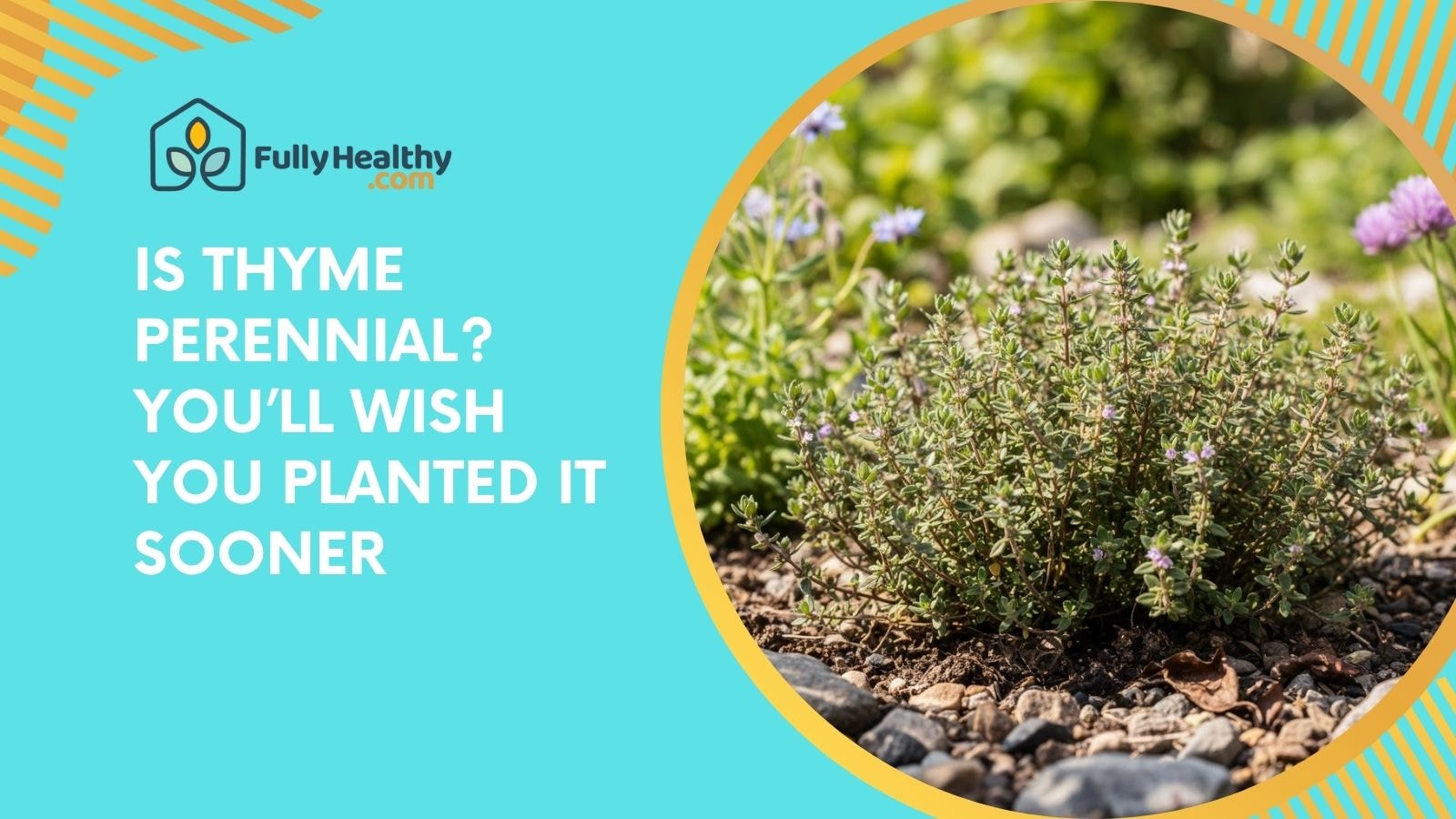 Is Thyme Perennial? You’ll Wish You Planted It Sooner