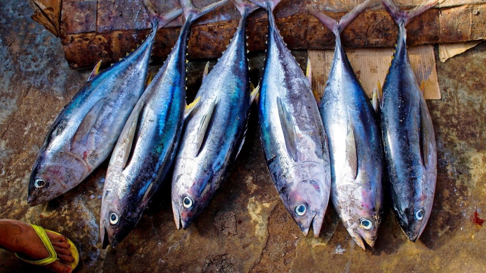 Freshly caught whole tuna lined up on a surface
