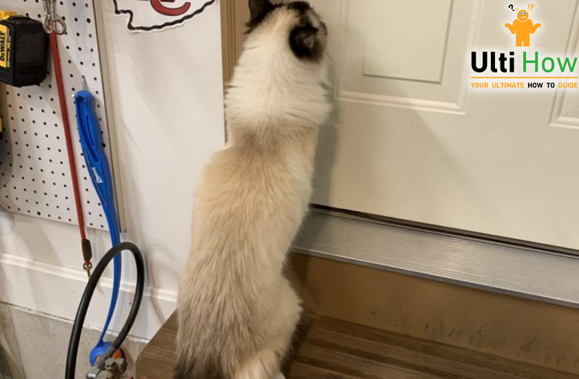 A pet cat scratching the door  in post about How To Stop Your Cat from Scratching The Door