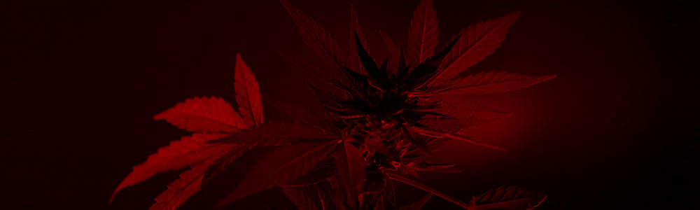 cannabis plants in red lighting and far red lighting red photons