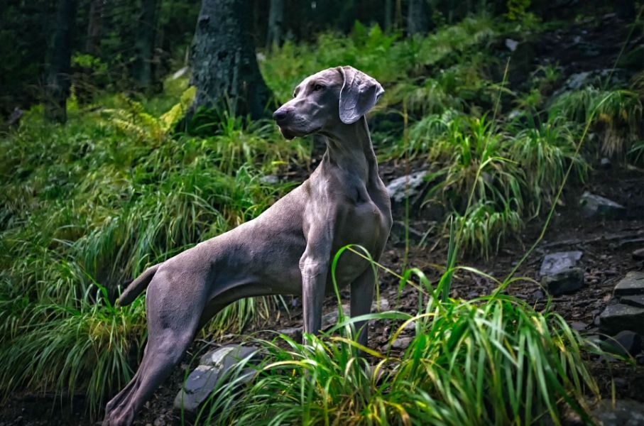Weimaraner Dog in the Forest