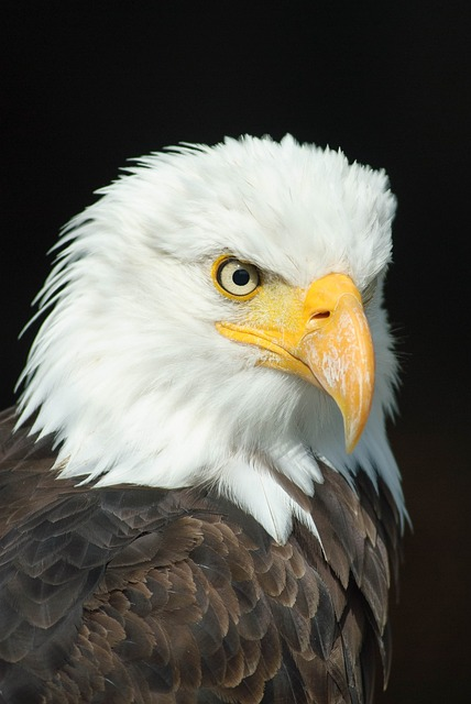 head, bird, eagle