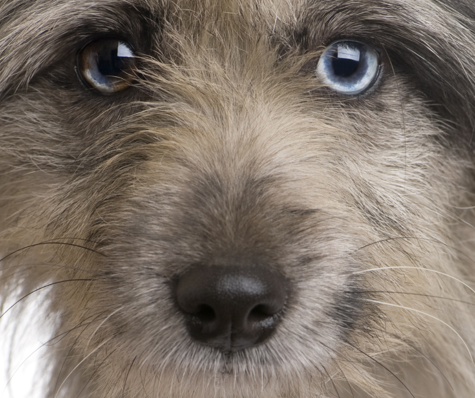 A close up of the eyes of a Pyr Shep