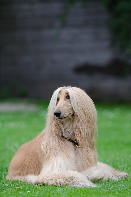 afghan, greyhound, afghan hound