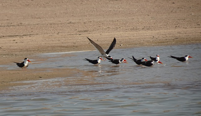 bird, indian skimmer, indian scissors-bill