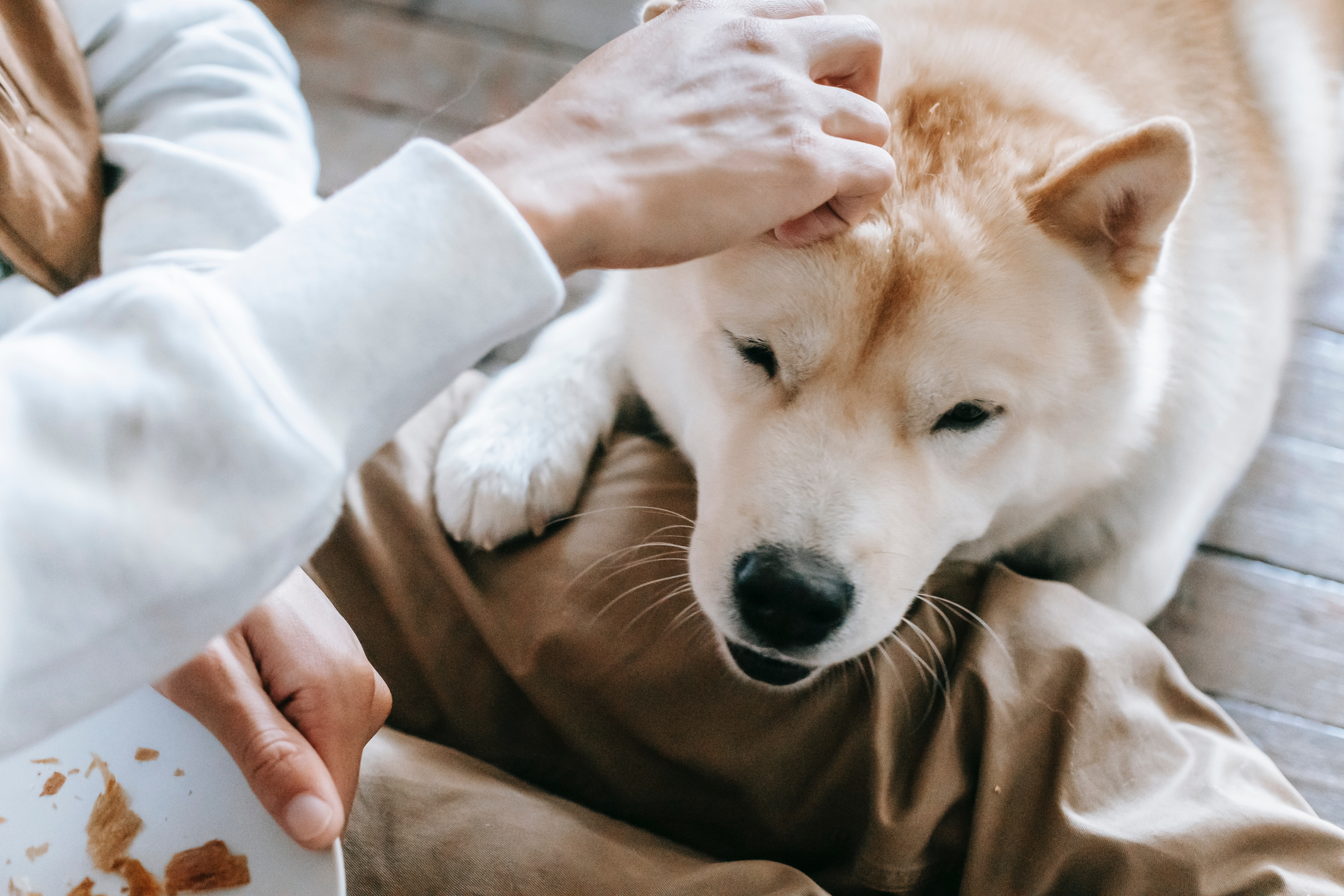 Shibu Inu getting a pat