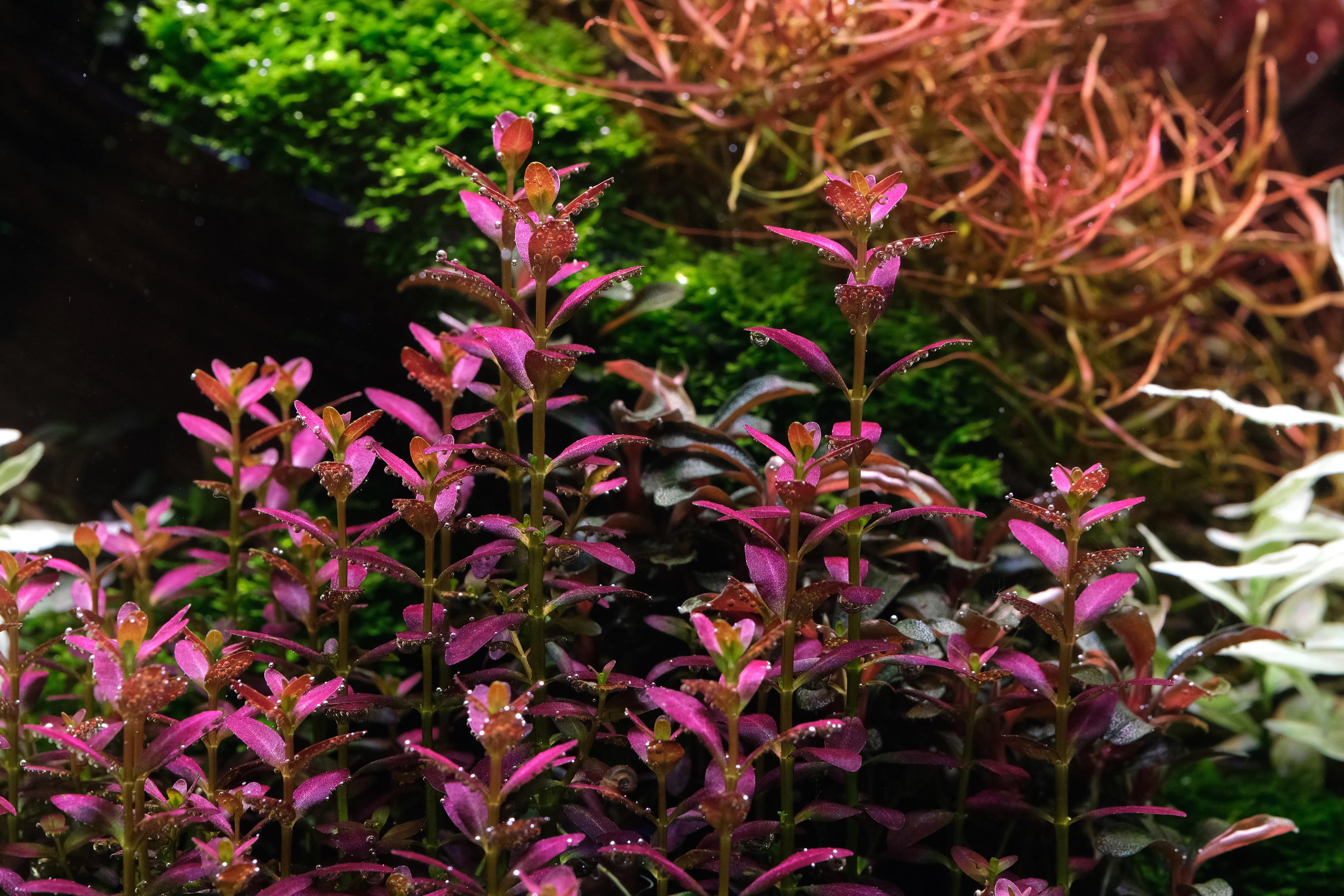 Rotala florida Twinstar S series III