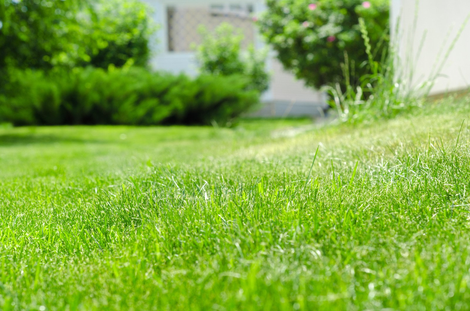 A fertlized lawn actviely growing