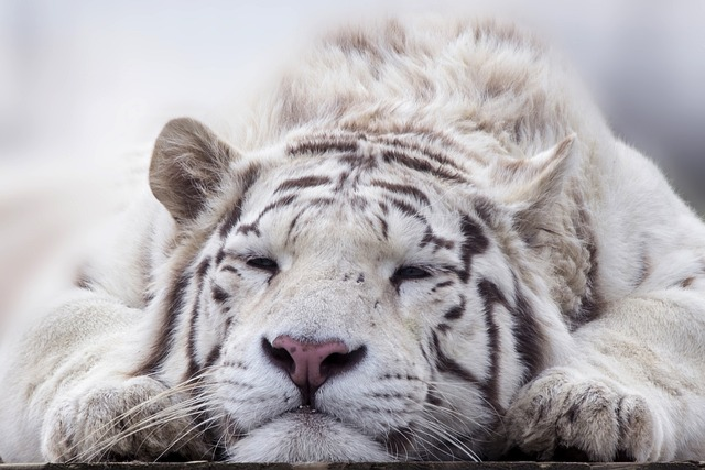 tiger, white, animal