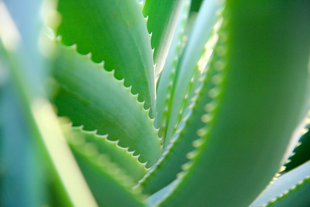 nature, plants, leaves