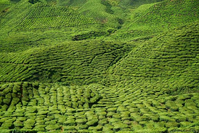 tea, field, landscape