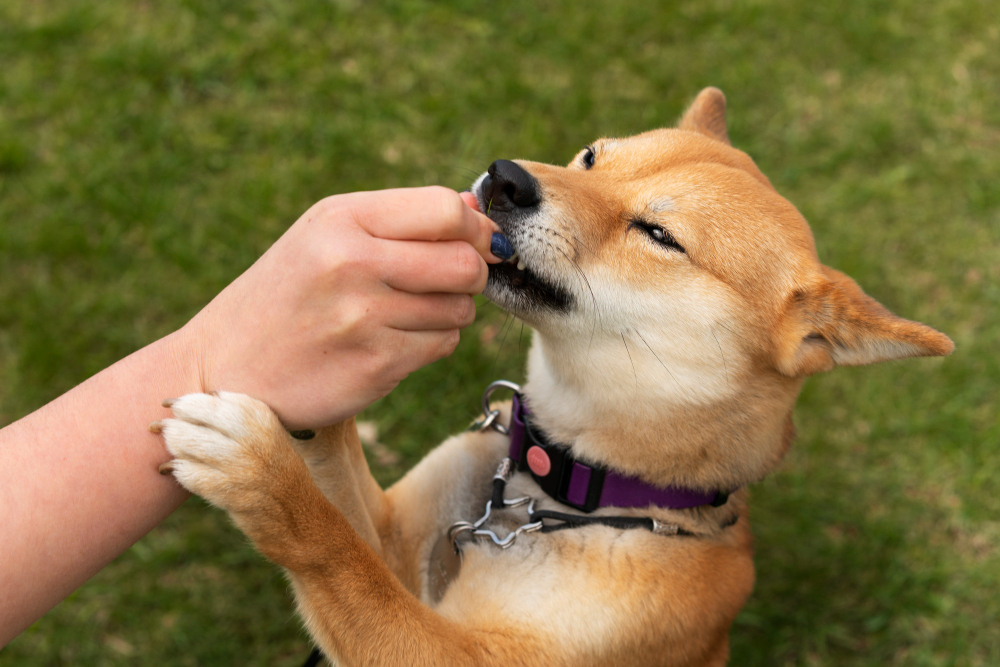 Dog nail deals grinder vs clipper