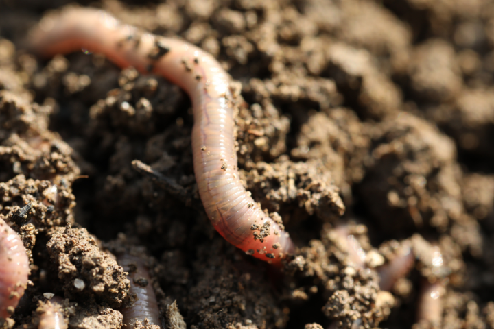 Beneficial earthworms are nature's cultivators, creating essential air pockets and breaking down organic matter into nutrients that cannabis plants can readily absorb.