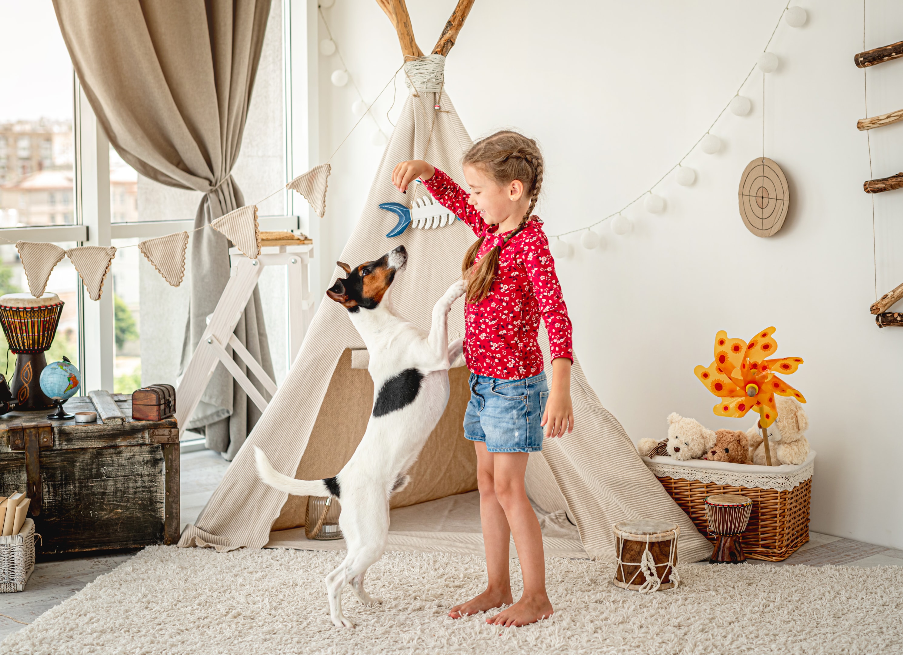 A Smooth Fox Terrier playing with a young girl inside a living room