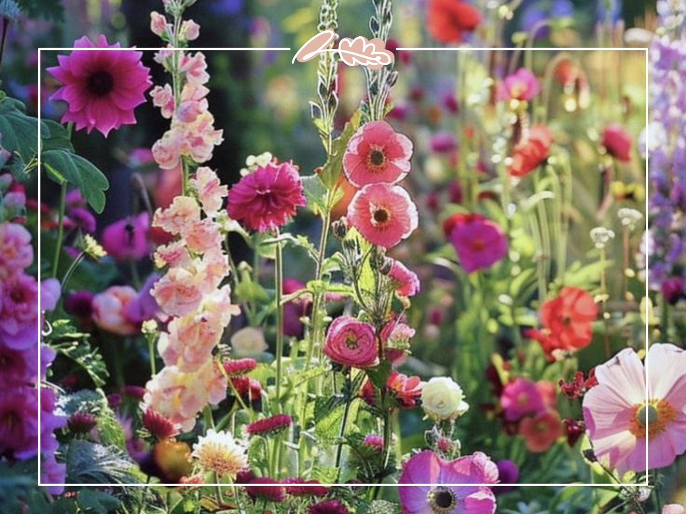 Tall hollyhocks and wild cottage blooms in pink and red – Top 50 Flower Species blog by Fabulous Flowers & Gifts.