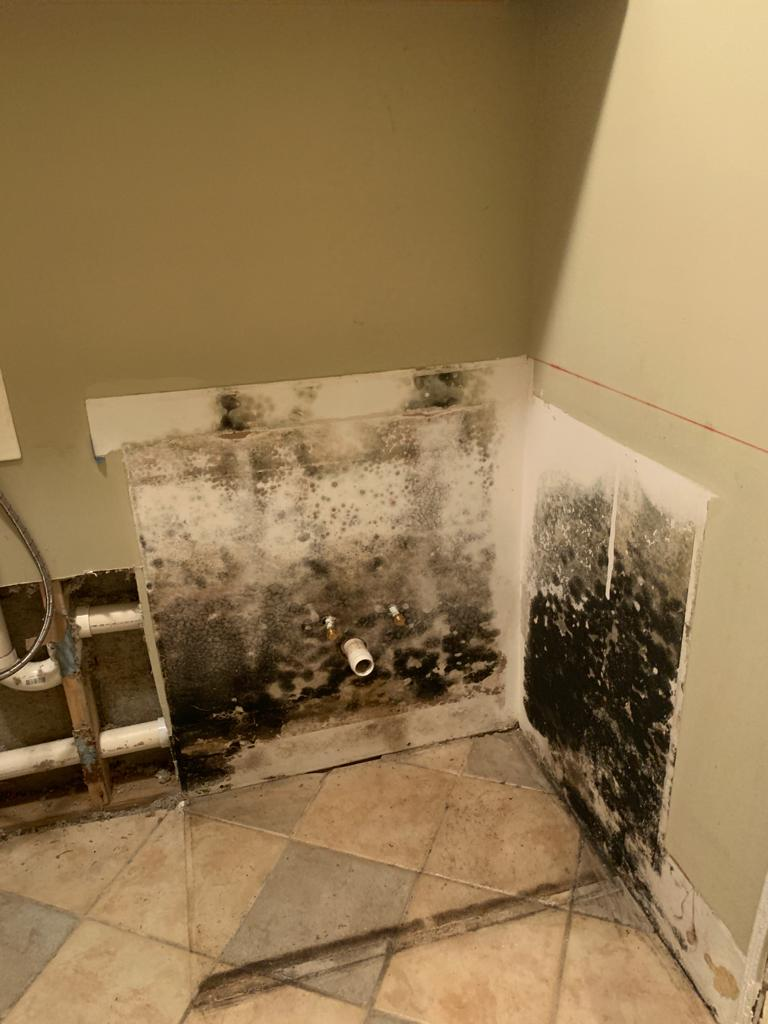 mold damage Santa Monic