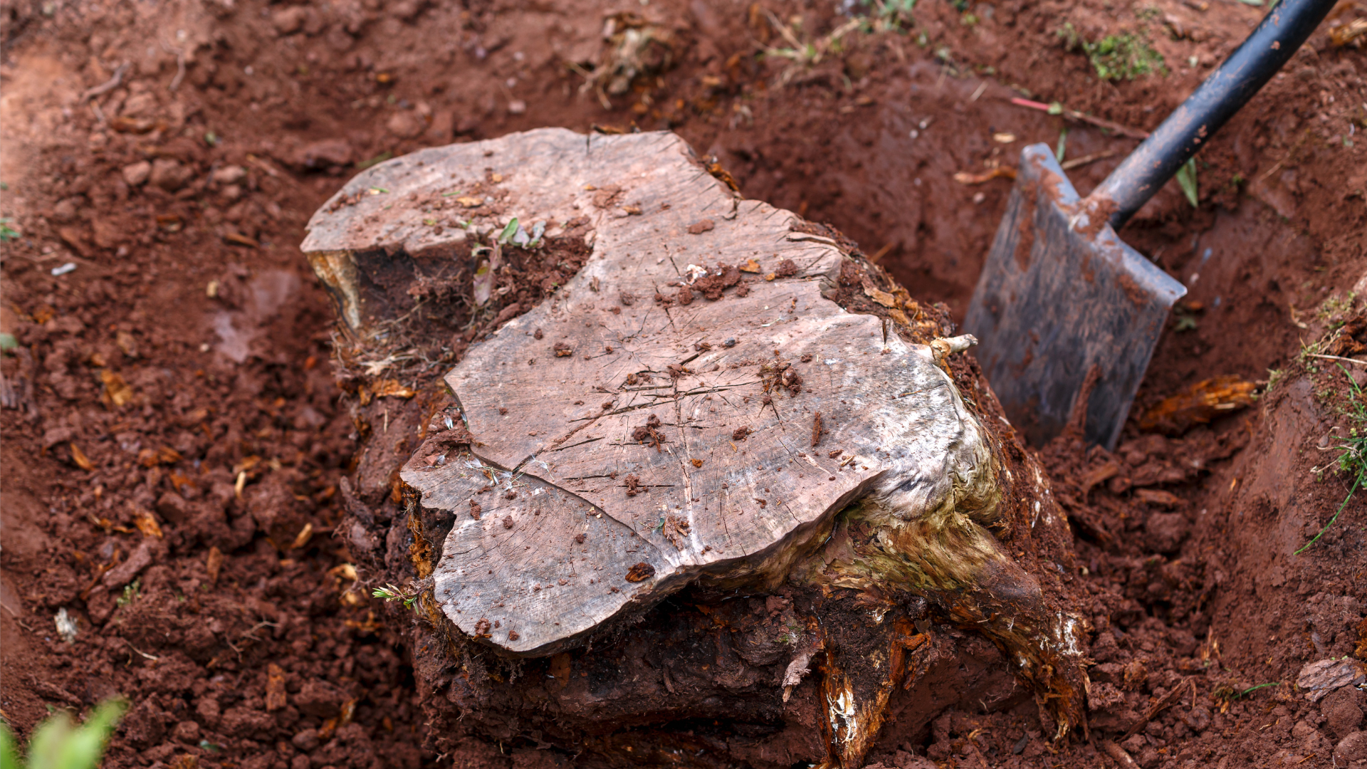 A tree stump being dug out with a shovel.