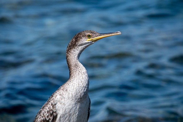 cormorant, bird, great black fish-eating bird