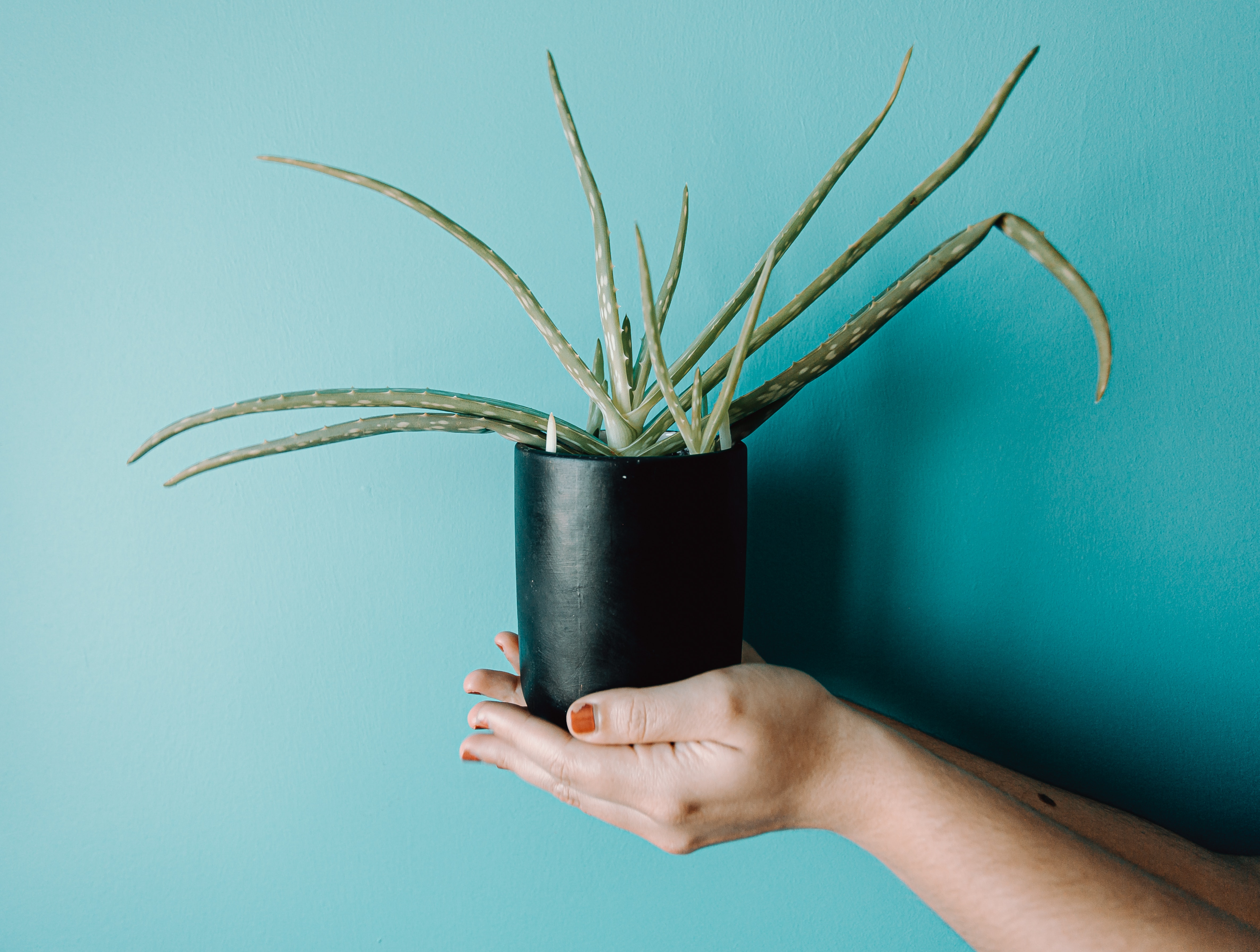 aloe vera, daily fiber supplement