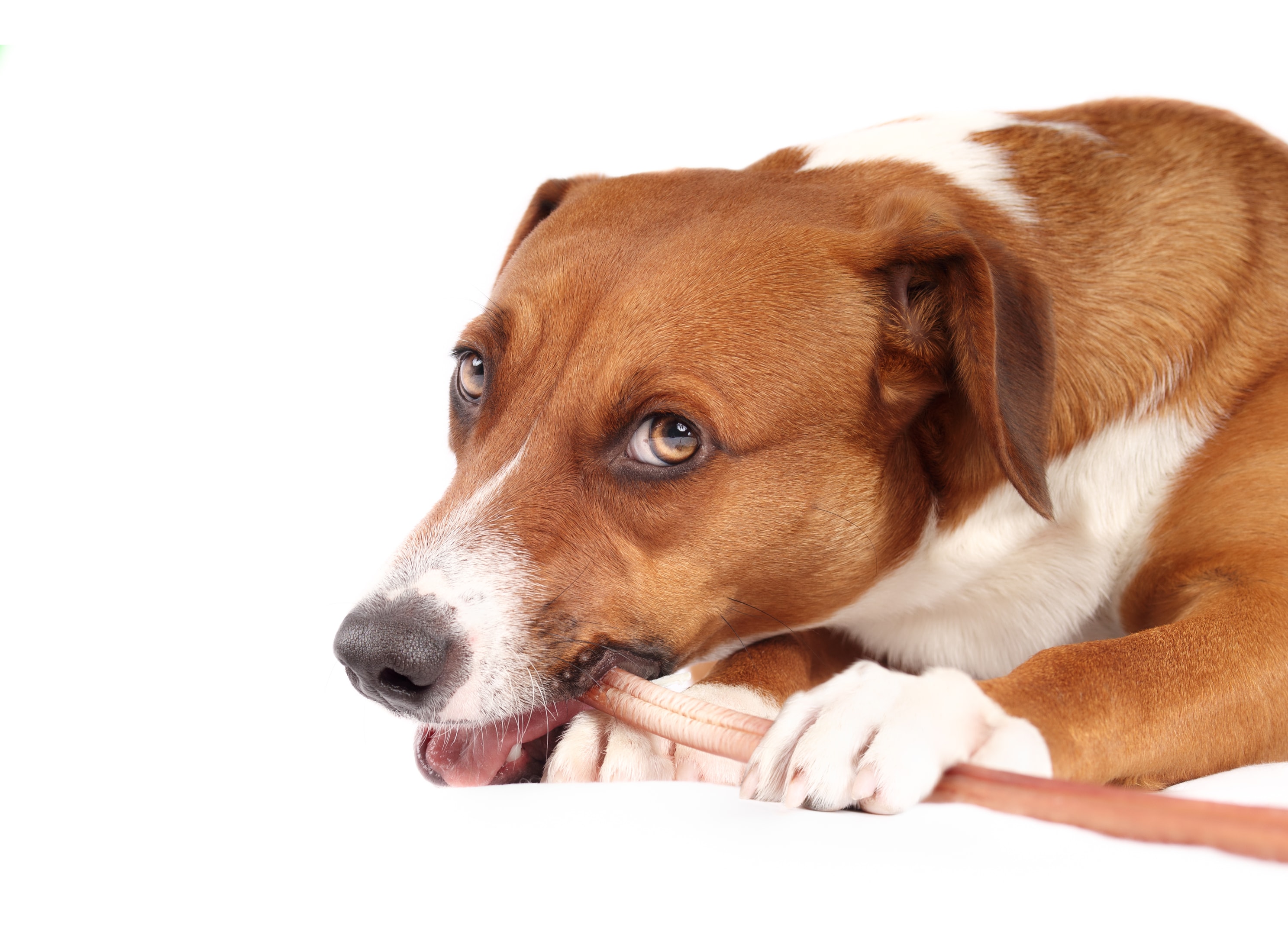 A worried dog owner observing their dog chewing a bully stick, contemplating choking hazards.