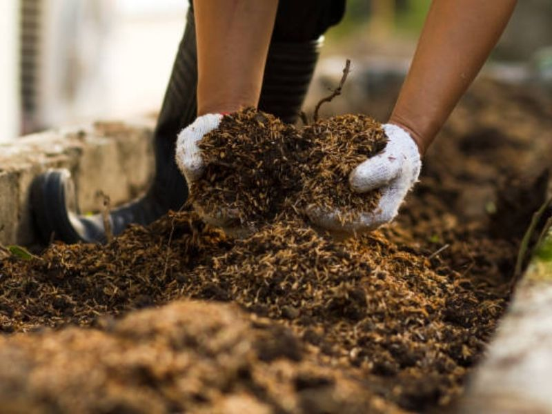 Hands wearing gloves holding organic mulch, highlighting the importance of bonsai and plant nutrition.