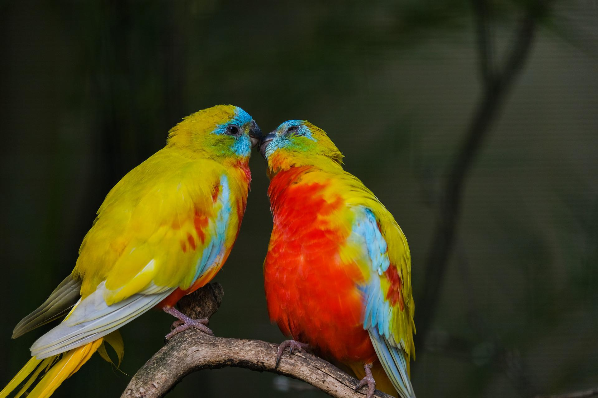 Why do parakeets kiss each other? Parakeeter