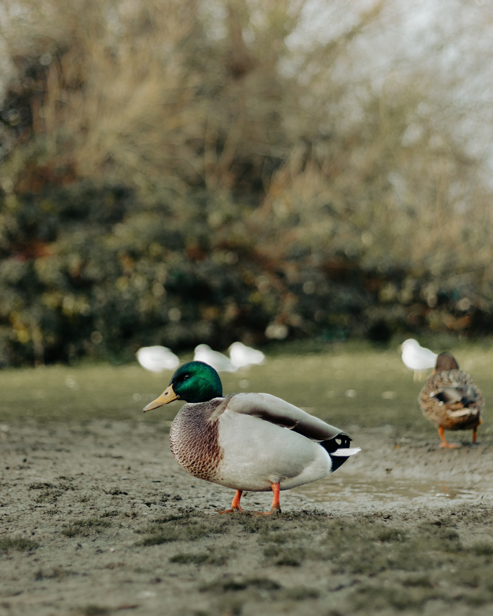 Duck in a Park