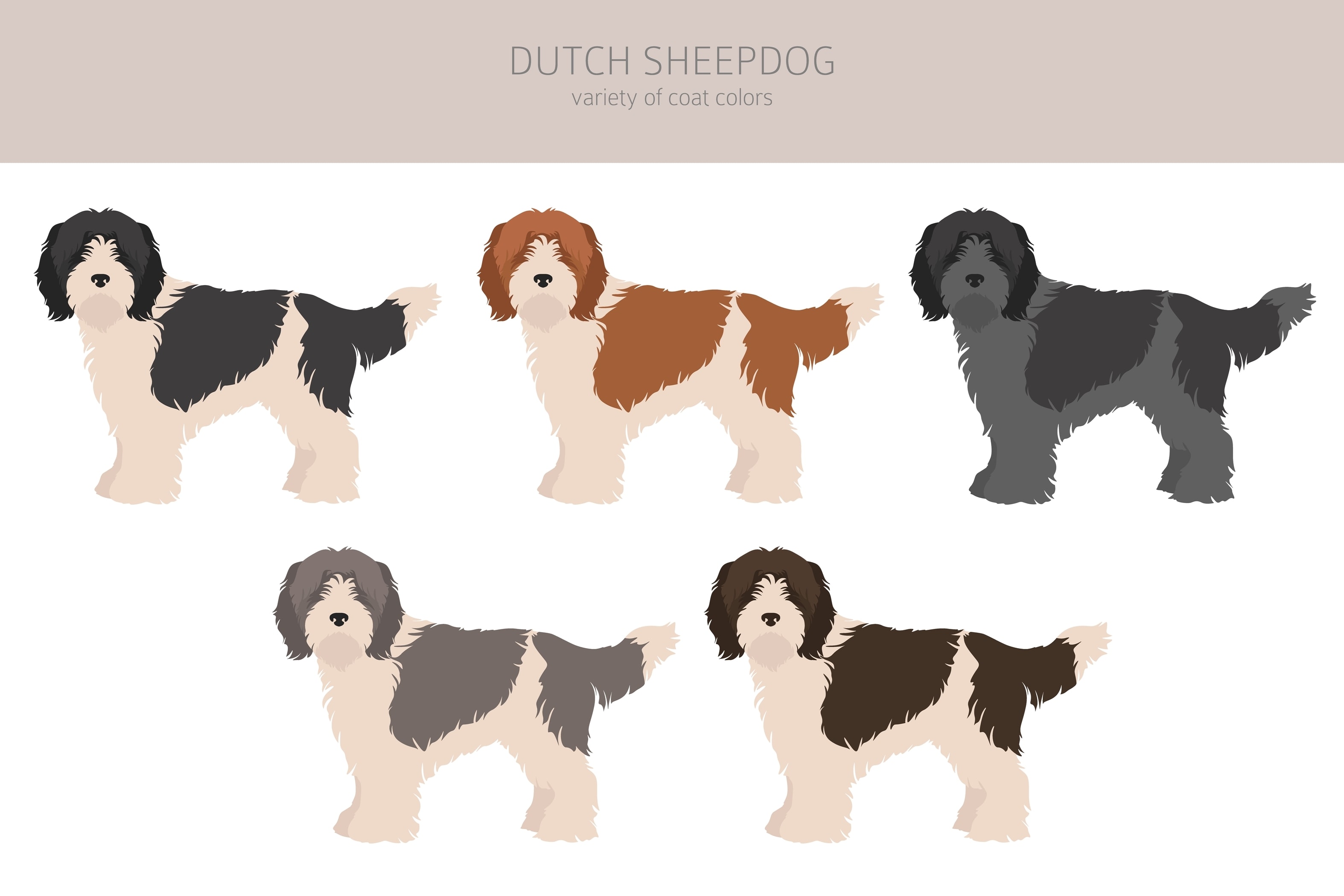 An infographic of the various Dutch Sheepdog Coats and colors